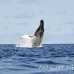 whale_humpback_h_00414_dom2461.jpg